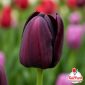 Tulipano Midnight viola scuro quasi nero in primo piano – Bulbi di tulipano TuliPark