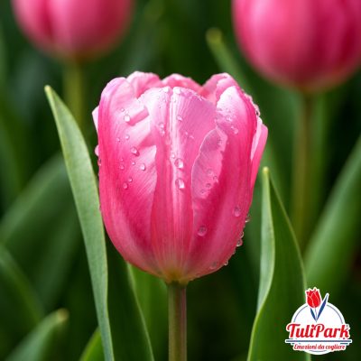 Bulbi di tulipano Confetto rosa – TuliPark