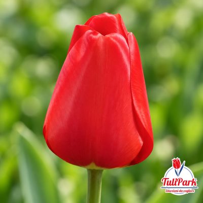 Redberry