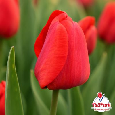 Tulipano Vermout rosso in primo piano – Bulbi di tulipano TuliPark