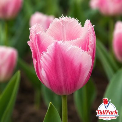 Bulbi di tulipano sfrangiato rosa Bitter Sweet – TuliPark
