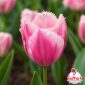 Bulbi di tulipano sfrangiato rosa Bitter Sweet – TuliPark