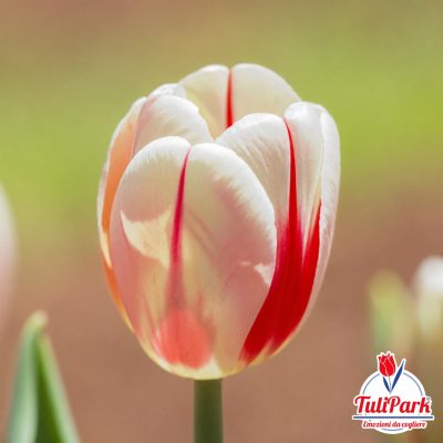 Bulbi di tulipano Turka bianco e rosso – TuliPark