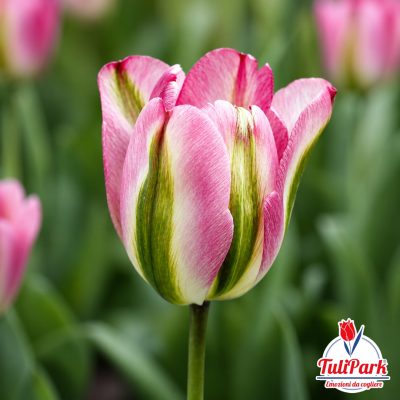 Bulbi di tulipano Midori rosa e verde – TuliPark