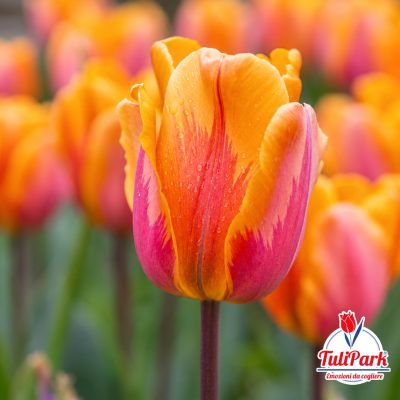 Bulbi di tulipano Fiamma arancio e rosa – TuliPark