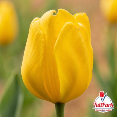 Bulbi di tulipano Savana giallo – TuliPark