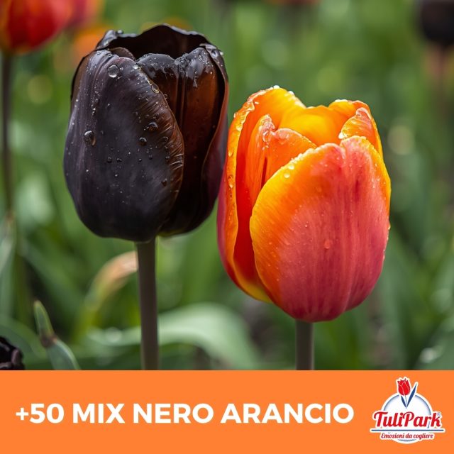 Mix Nero Arancio