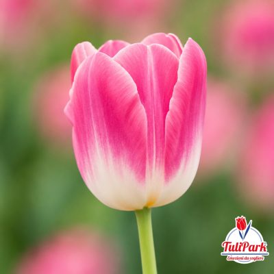 Tulipano rosa con sfumature bianche e logo TuliPark Tulipano rosa in primo piano con base bianca dei petali, su sfondo sfocato verde e rosa. Logo TuliPark visibile nell’angolo inferiore destro.
