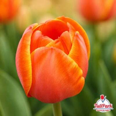 Tulipano Dolce Vita arancione con bordi gialli in primo piano – Bulbi di tulipano TuliPark