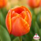 Tulipano Dolce Vita arancione con bordi gialli in primo piano – Bulbi di tulipano TuliPark