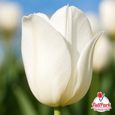 Tulipano Canada bianco in primo piano – Bulbi di tulipano TuliPark