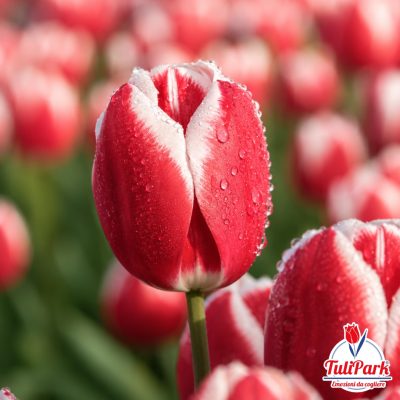 Tulipano Ajax rosso con bordo bianco in primo piano – Bulbi di tulipano TuliPark