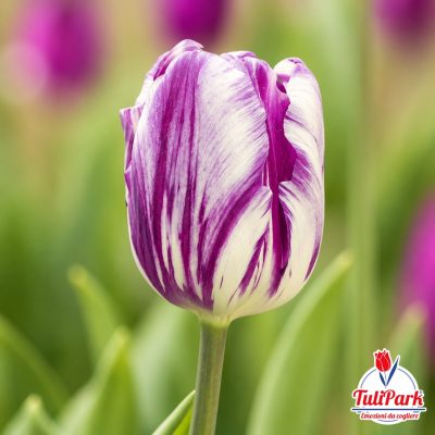 Tulipano Fiammingo viola e bianco in primo piano – Bulbi di tulipano TuliPark