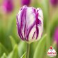 Tulipano Fiammingo viola e bianco in primo piano – Bulbi di tulipano TuliPark