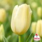 Tulipano Canada crema in primo piano – Bulbi di tulipano TuliPark