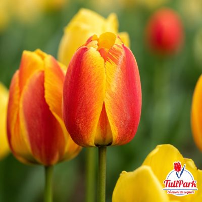 Tulipano Adelaide rosso e giallo in primo piano – Bulbi di tulipano TuliPark