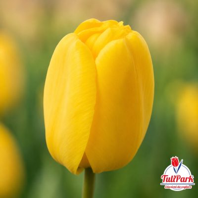 Tulipano Limette giallo in primo piano – Bulbi di tulipano TuliPark