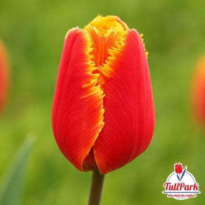 Tulipano Fierce rosso con bordi sfrangiati giallo-arancio in primo piano – Bulbi di tulipano TuliPark