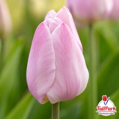Tulipano Candida rosa chiaro in primo piano – Bulbi di tulipano TuliPark