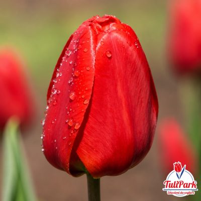 Tulipano rosso con gocce d’acqua e logo TuliPark Tulipano rosso in primo piano con petali bagnati, su sfondo sfocato di altri tulipani. Logo TuliPark visibile nell’angolo inferiore destro.