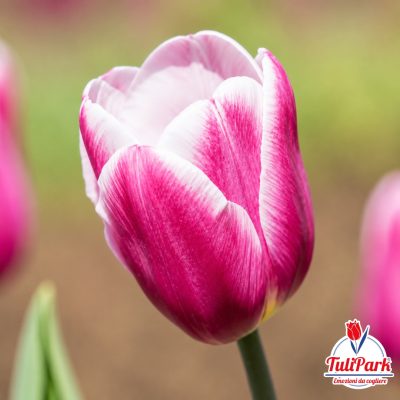 Tulipano magenta con sfumature bianche e logo TuliPark Un tulipano dai petali magenta con venature bianche, fotografato in primo piano su sfondo sfocato verde e marrone. Nell’angolo inferiore destro è visibile il logo TuliPark con la scritta “Emozioni da cogliere”.