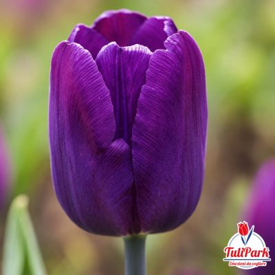 Tulipano viola in primo piano con logo TuliPark Un tulipano viola dai petali chiusi e vellutati, fotografato in un giardino con sfondo sfocato verde e marrone. Nell’angolo inferiore destro è visibile il logo TuliPark con la scritta “Emozioni da cogliere”.