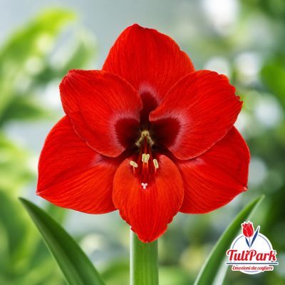 Amaryllis Rosso