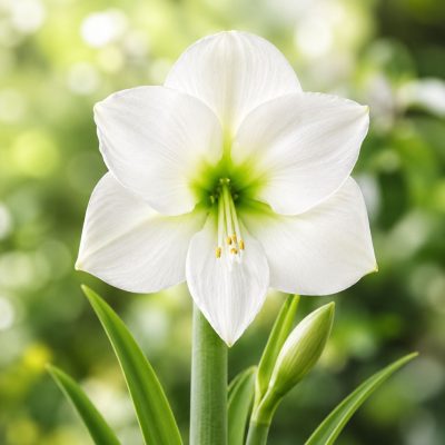 Amaryllis