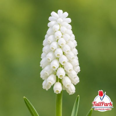 Muscari Bianco