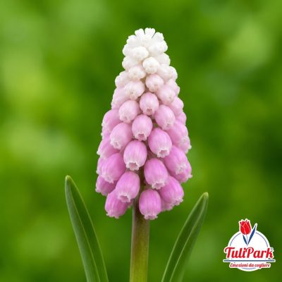 Muscari Rosa