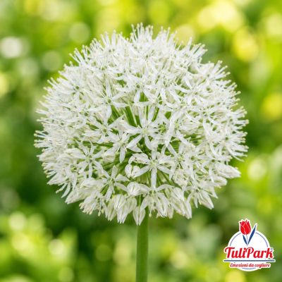 Allium - Bianco