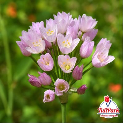 Allium - Rosa
