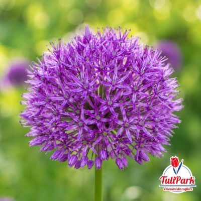 Allium - Viola