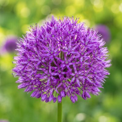 Allium