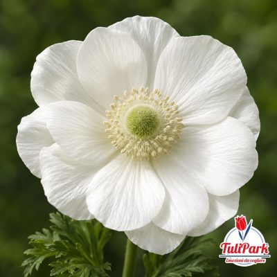 Anemoni Bianchi