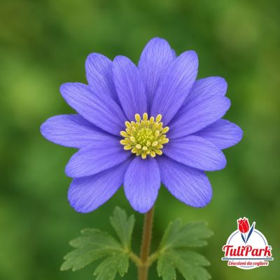 Anemoni Blu