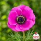 Anemoni Viola