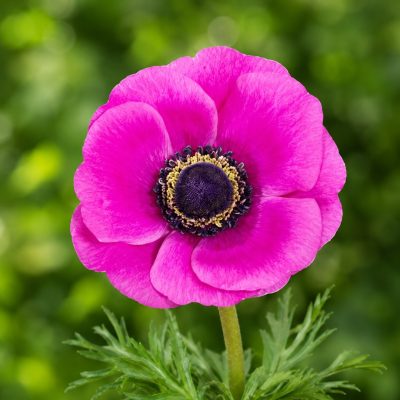 Anemoni