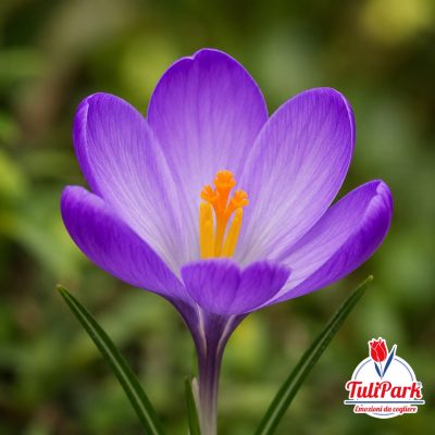 Crocus Viola