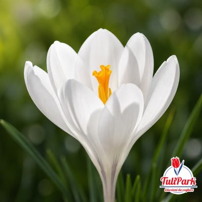 Crocus Bianco