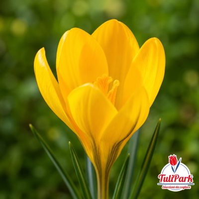 Crocus Giallo