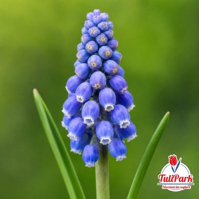 Muscari Blu