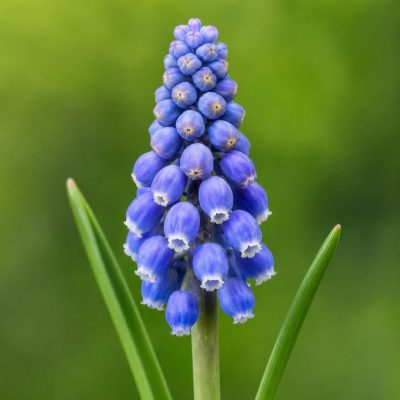 Muscari