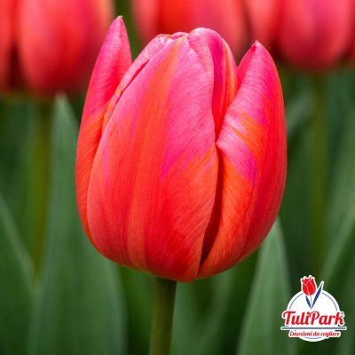 Bulbi di tulipano Deax rosa e rosso – TuliPark