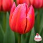 Bulbi di tulipano Deax rosa e rosso – TuliPark