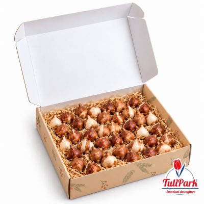 Box regalo con 40 bulbi di tulipano mix e truciolo decorativo