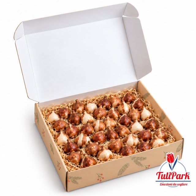 Box regalo con 40 bulbi di tulipano mix e truciolo decorativo