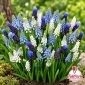 Muscari Mix colori assortiti blu viola azzurri e bianchi