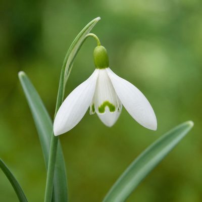 Bucaneve (Galanthus)