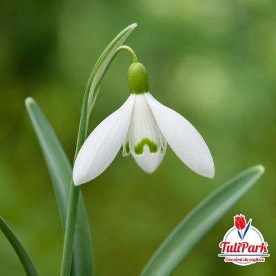 Bucaneve Bianco - (Galanthus bianco)